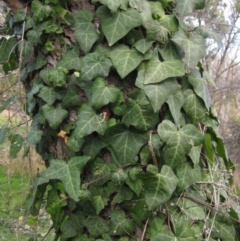 Hedera helix (Ivy) at Latham, ACT - 4 Jun 2021 by pinnaCLE