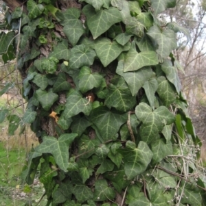 Hedera sp. (helix or hibernica) at Umbagong District Park - 4 Jun 2021 02:00 PM