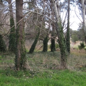 Hedera helix at Latham, ACT - 4 Jun 2021