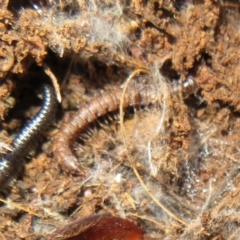 Dalodesmidae (family) (Dalodesmid flat-backed millipede) at Woodstock Nature Reserve - 20 Jun 2021 by Christine