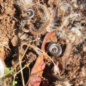 Dalodesmidae (family) at Holt, ACT - 20 Jun 2021