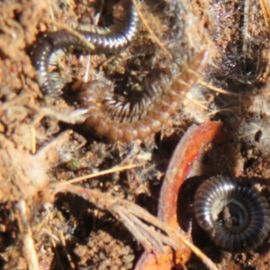 Dalodesmidae (family) at Holt, ACT - 20 Jun 2021