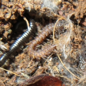 Dalodesmidae (family) at Holt, ACT - 20 Jun 2021 12:55 PM