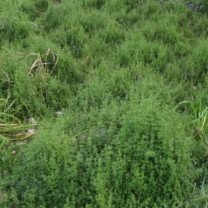 Galium aparine at Latham, ACT - 4 Jun 2021