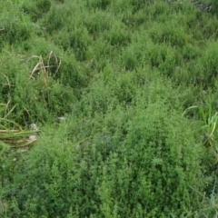 Galium aparine (Goosegrass, Cleavers) at Latham, ACT - 4 Jun 2021 by pinnaCLE