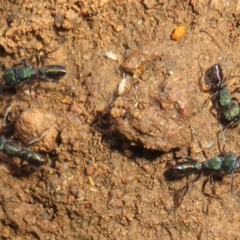 Rhytidoponera metallica (Greenhead ant) at Woodstock Nature Reserve - 20 Jun 2021 by Christine