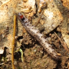 Pyralidae (family) (A Pyralid Moth) at Woodstock Nature Reserve - 20 Jun 2021 by Christine