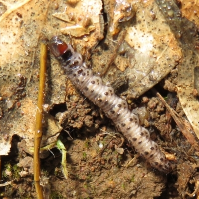 Pyralidae (family) (A Pyralid Moth) at Holt, ACT - 20 Jun 2021 by Christine