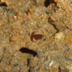 Anzoplana trilineata (A Flatworm) at Holt, ACT - 20 Jun 2021 by Christine