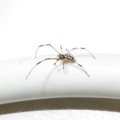 Latrodectus hasselti (Redback Spider) at Flynn, ACT - 17 Jun 2021 by Christine