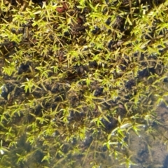 Crassula helmsii (Swamp Stonecrop) at Mawson Ponds - 20 Jun 2021 by Mike