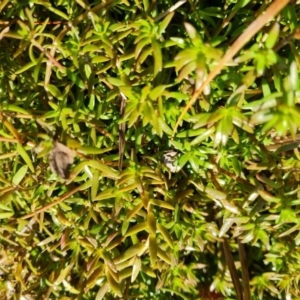 Crassula helmsii at Mawson, ACT - 20 Jun 2021 10:53 AM