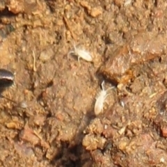 Collembola (class) (Springtail) at Holt, ACT - 20 Jun 2021 by Christine