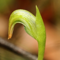 Pterostylis nutans (Nodding Greenhood) at Glenquarry, NSW - 21 Jun 2021 by Snowflake