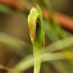 Pterostylis nutans at Glenquarry, NSW - suppressed