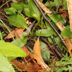 Pterostylis nutans at Glenquarry, NSW - suppressed