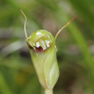 Pterostylis concinna (Trim Greenhood) at Glenquarry - 21 Jun 2021 by Snowflake