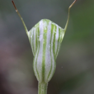 Pterostylis concinna at Glenquarry, NSW - 21 Jun 2021