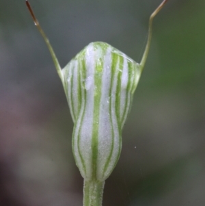 Pterostylis concinna at suppressed - 21 Jun 2021