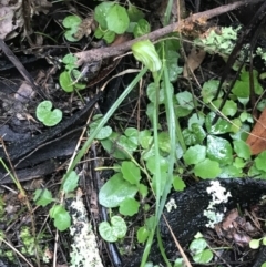 Pterostylis concinna at suppressed - 21 Jun 2021