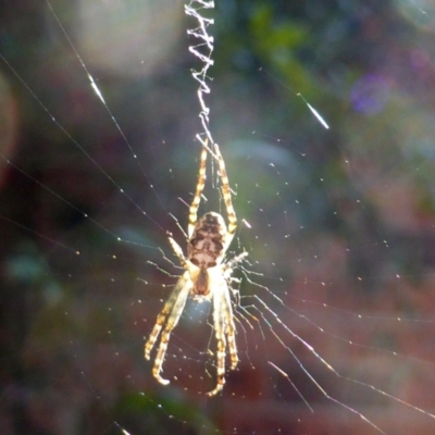 Plebs eburnus (Eastern bush orb-weaver) at Isaacs, ACT - 30 Apr 2021 by Mike