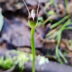 Pterostylis pedunculata at Tuggeranong DC, ACT - suppressed