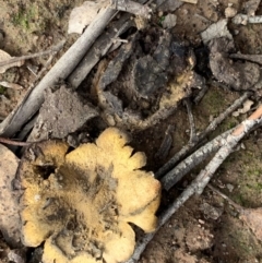 Scleroderma sp. (Scleroderma) at Murrumbateman, NSW - 19 Jun 2021 by SimoneC