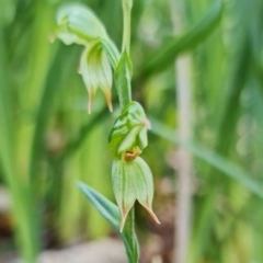 Bunochilus umbrinus (Broad-sepaled Leafy Greenhood) at Paddys River, ACT - 21 Jun 2021 by RobG1