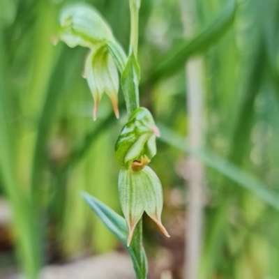 Bunochilus umbrinus (ACT) = Pterostylis umbrina (NSW) (Broad-sepaled Leafy Greenhood) by RobG1