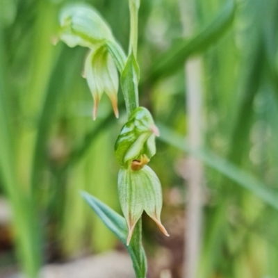 Bunochilus umbrinus (Broad-sepaled Leafy Greenhood) at Gibraltar Pines - 21 Jun 2021 by RobG1