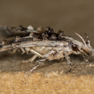 Leptozestis and Trachydora (genera) at Melba, ACT - 27 Dec 2018