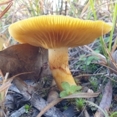 Cortinarius austrovenetus (Green Skinhead) at Cook, ACT - 20 Jun 2021 by drakes