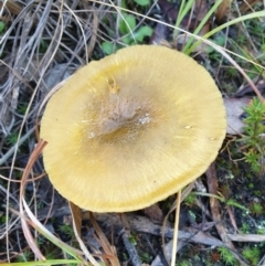 Dermocybe austroveneta at Cook, ACT - 21 Jun 2021