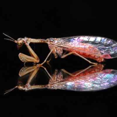 Mantispidae (family) (Unidentified mantisfly) at Evatt, ACT - 7 May 2021 by TimL