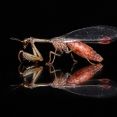 Mantispidae (family) at Evatt, ACT - 7 May 2021