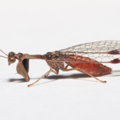 Mantispidae (family) at Evatt, ACT - 7 May 2021