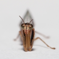 Mantispidae (family) at Evatt, ACT - 7 May 2021 04:27 PM