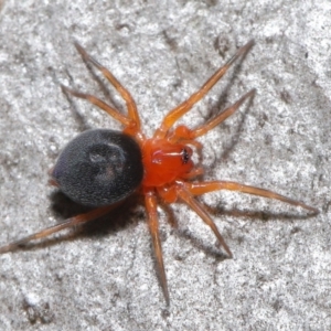 Nicodamidae (family) at Acton, ACT - 7 May 2021