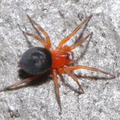 Nicodamidae (family) (Red and Black Spider) at Acton, ACT - 7 May 2021 by TimL