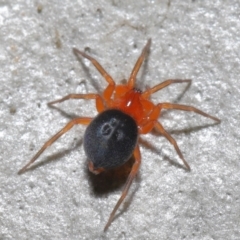 Nicodamidae (family) at Acton, ACT - 7 May 2021