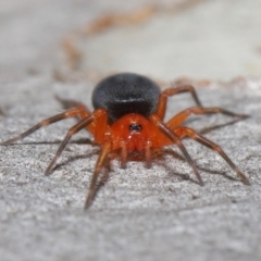 Nicodamidae (family) at Acton, ACT - 7 May 2021 01:34 PM