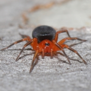 Nicodamidae (family) at Acton, ACT - 7 May 2021