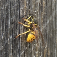 Vespula germanica (European wasp) at Pollinator-friendly garden Conder - 3 Mar 2021 by michaelb