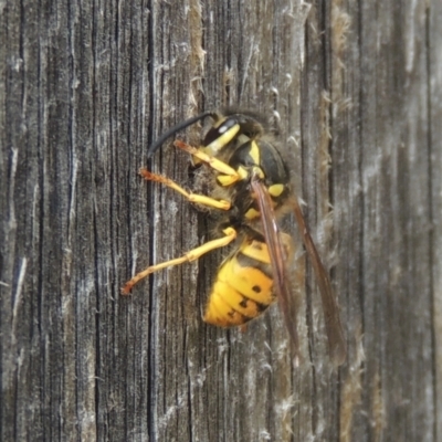 Vespula germanica (European wasp) at Pollinator-friendly garden Conder - 3 Mar 2021 by michaelb