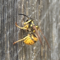 Vespula germanica at Conder, ACT - 3 Mar 2021 02:02 PM