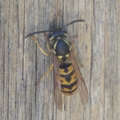 Vespula germanica at Conder, ACT - 3 Mar 2021 02:02 PM