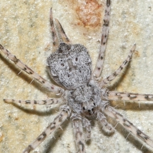 Tamopsis sp. (genus) at Acton, ACT - 7 May 2021