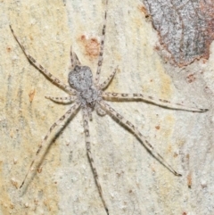 Tamopsis sp. (genus) at Acton, ACT - 7 May 2021