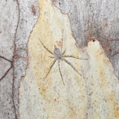 Tamopsis sp. (genus) at Acton, ACT - 7 May 2021