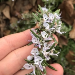 Rosmarinus officinalis (Rosemary) at Phillip, ACT - 10 Jun 2021 by Tapirlord